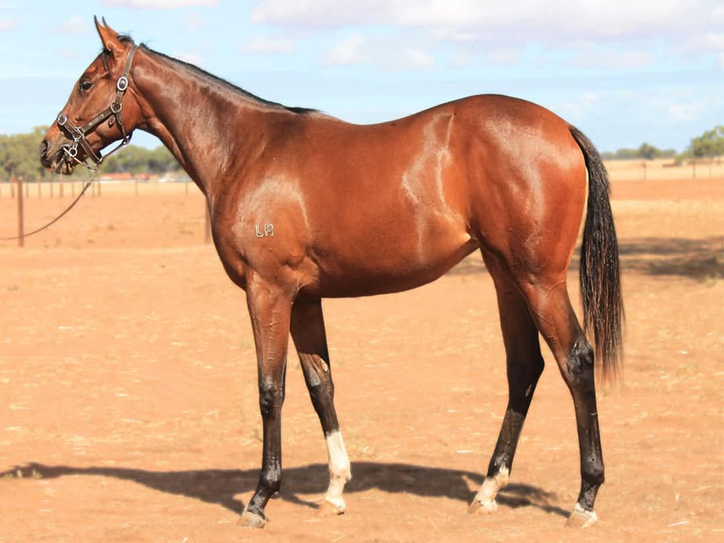 Increase Your Broodmares Rebreeding Success