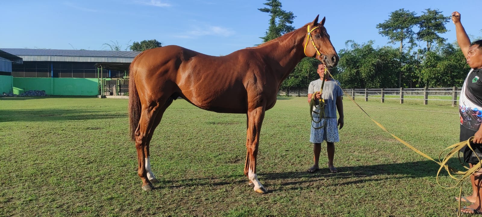 GALILEO GOLD
