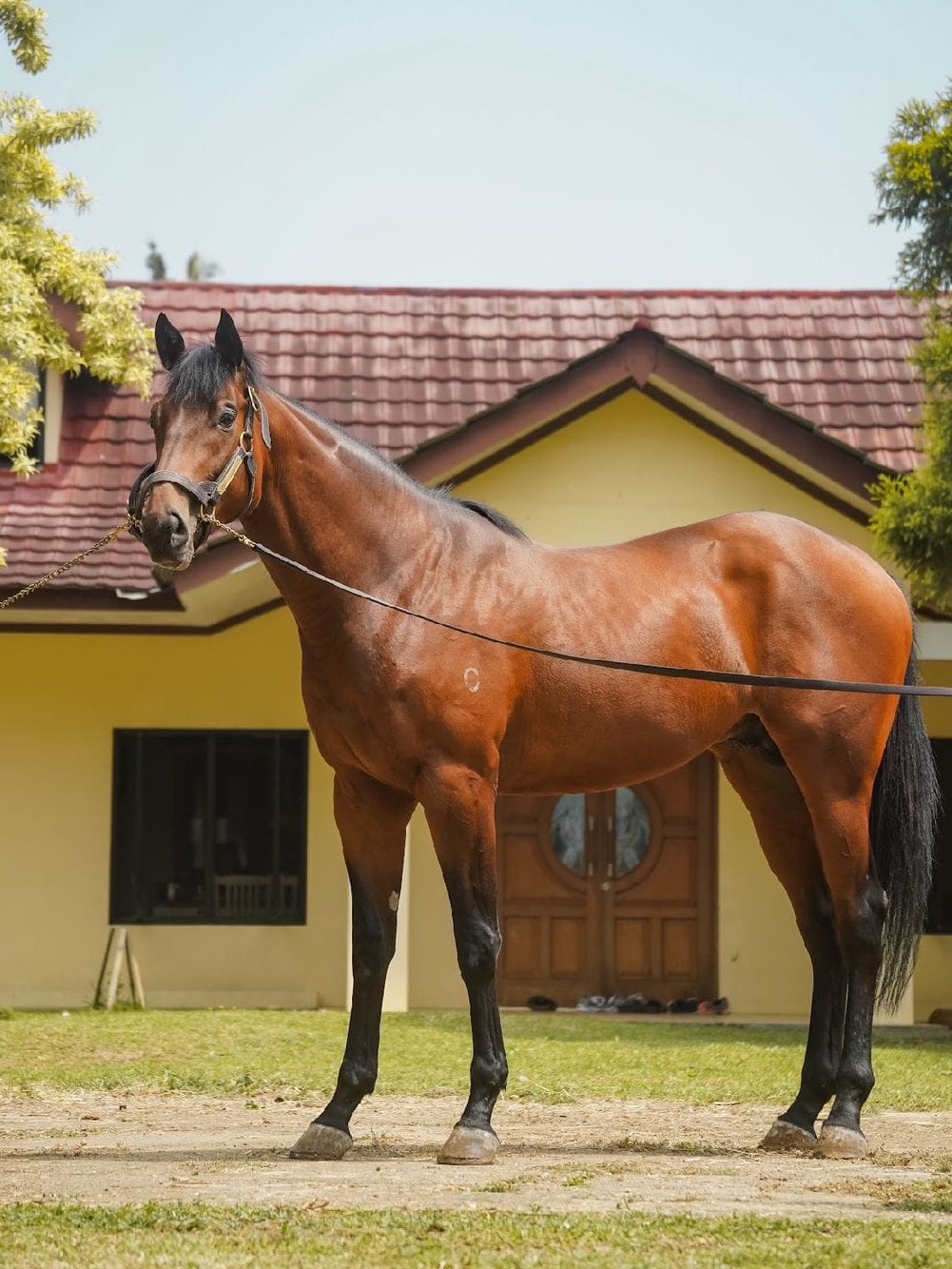 image-stallion