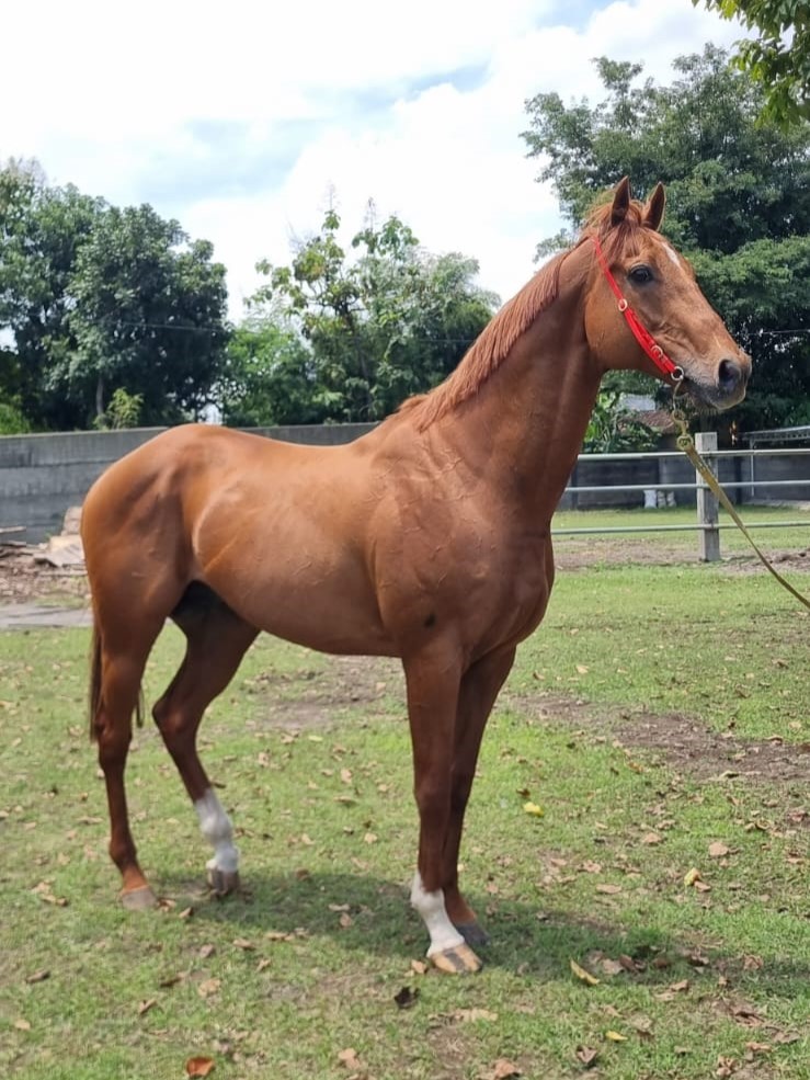 image-stallion