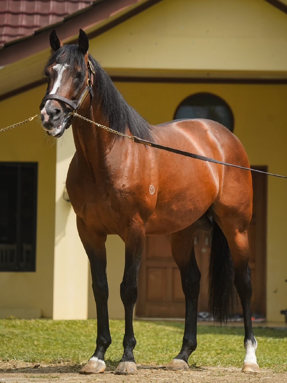 image-stallion