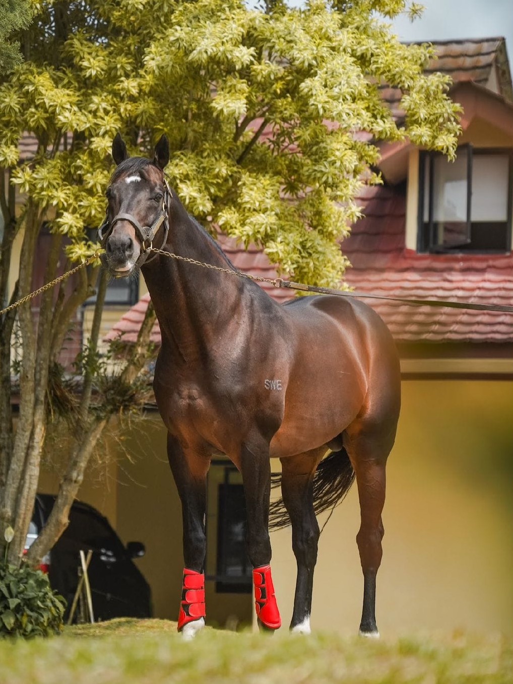 image-stallion