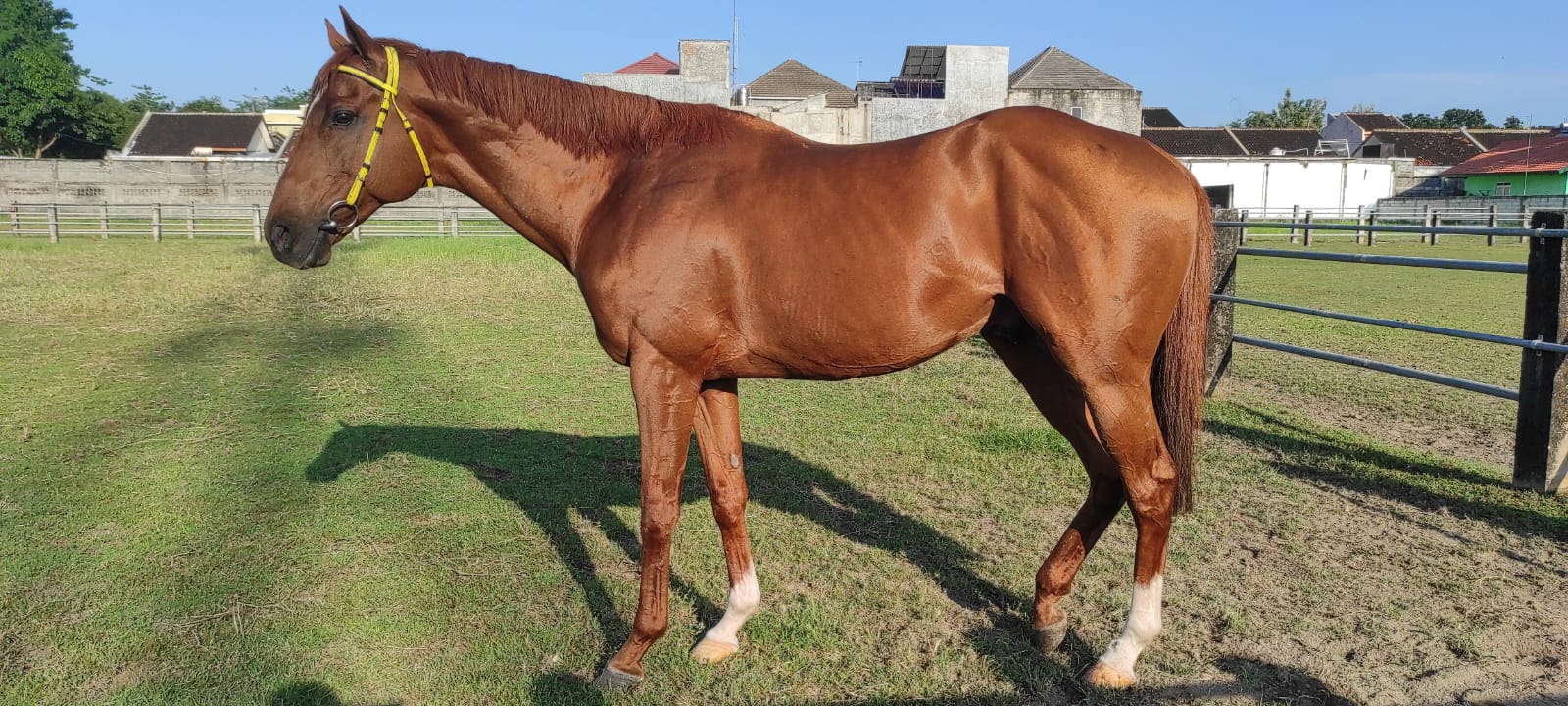 GALILEO GOLD